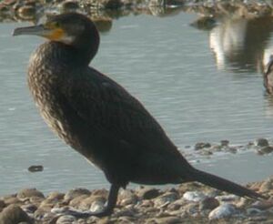 Grand Cormoran