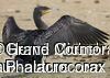 Great Cormorantimmature