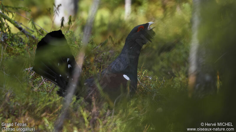 Western Capercaillie male adult breeding