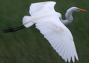 Great Egret 
&copy; Herv� Michel