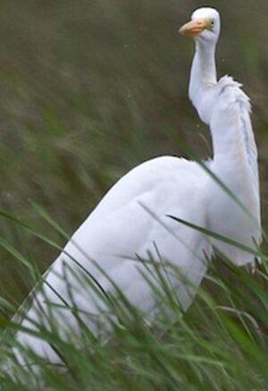 Great Egret 
&copy; Herv� Michel