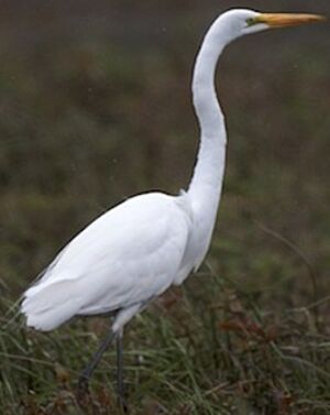 Great Egret 
&copy; Herv� Michel