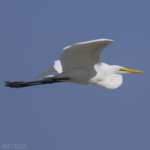 Grande Aigrette