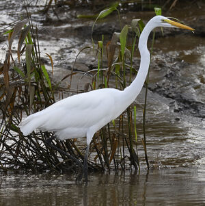Great Egret 
&copy; Herv� Michel
