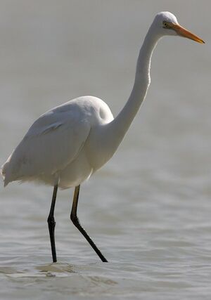 Great Egret 
&copy; Herv� Michel
