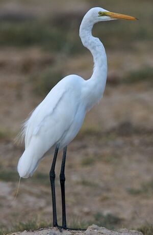 Great Egret 
&copy; Herv� Michel