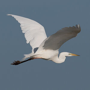 Great Egret 
&copy; Herv� Michel