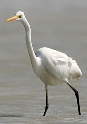 Great Egret 
&copy; Herv� Michel