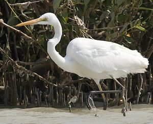 Great Egret 
&copy; Herv� Michel