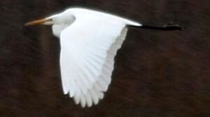 Grande Aigrette