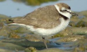 Kentish Plover