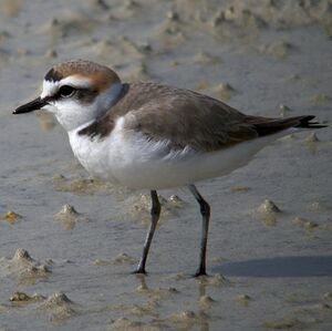 Kentish Plover