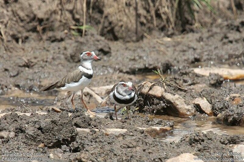 Three-banded Plover 