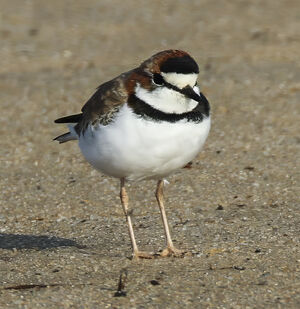 Collared Plover
