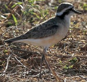 Kittlitz's Plover 
&copy; Herv� Michel