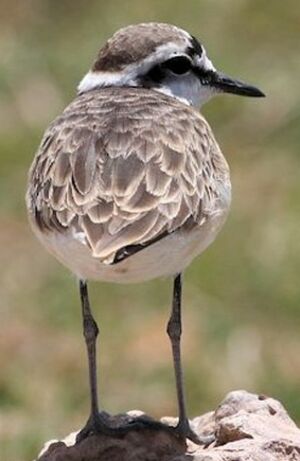Kittlitz's Plover 
&copy; Herv� Michel