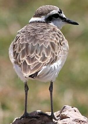 Kittlitz's Plover 
&copy; Herv� Michel
