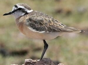 Kittlitz's Plover 
&copy; Herv� Michel