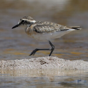 Kittlitz's Plover