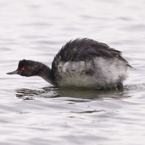 Black-necked Grebe
