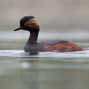 Black-necked Grebe