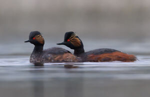 Black-necked Grebe