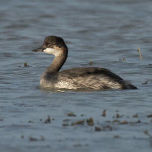 Black-necked Grebe