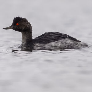Black-necked Grebe