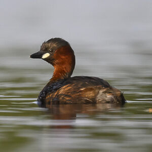 Little Grebe