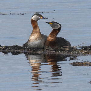 Red-necked Grebe