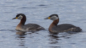 Red-necked Grebe