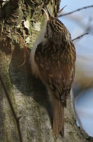 Eurasian Treecreeper