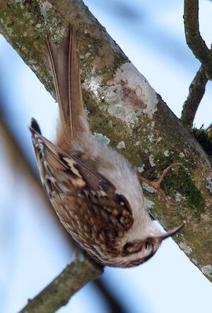 Eurasian Treecreeper