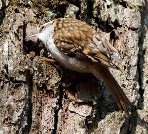 Eurasian Treecreeper