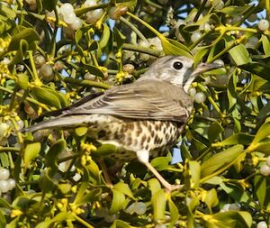 Grive draine 
&copy; Herv� Michel