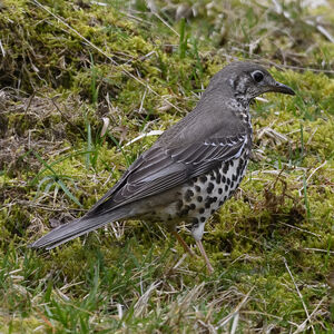 Mistle Thrush