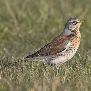 Fieldfare