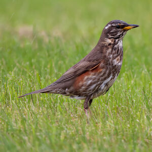 Redwing