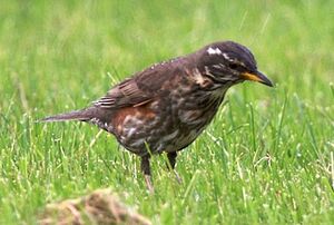 Redwing
