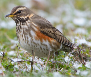 Redwing