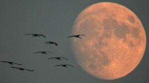 Common Crane