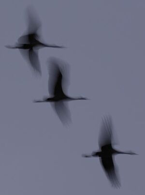 Common Crane