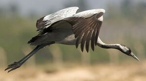 Grue cendr�e
