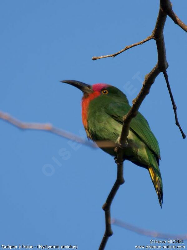 Red-bearded Bee-eater male adult breeding