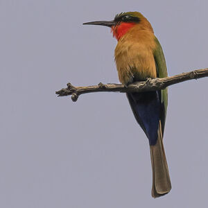 Red-throated Bee-eater