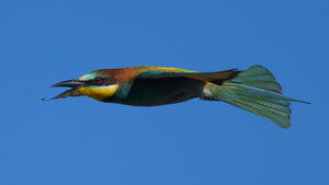 European Bee-eater