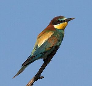European Bee-eater 
&copy; Herv� Michel