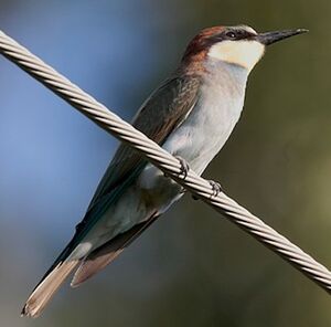 European Bee-eater 
&copy; Herv� Michel