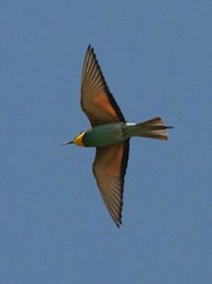 European Bee-eater 
&copy; Herv� Michel