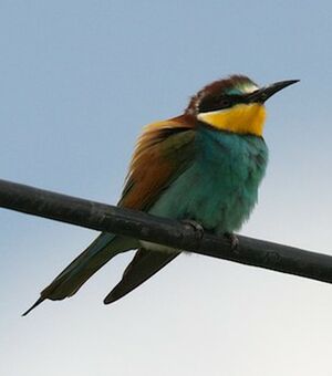 European Bee-eater 
&copy; Herv� Michel